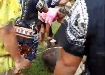 Panitia Qurban Masjid Miftahul Khair Terima Empat Ekor Sapi dan Satu Ekor Kambing Untuk Disembelih