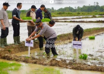Sinergi dengan Program Pemerintah Daerah, Kodim 0911/Nunukan Gelar Tanam Perdana Ketahanan Pangan