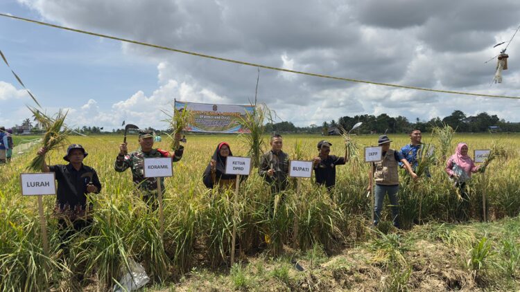 Kadis Ketahanan Pangan dan Pertanian Panen Padi Milik Kelompok Tani Maju Bersama