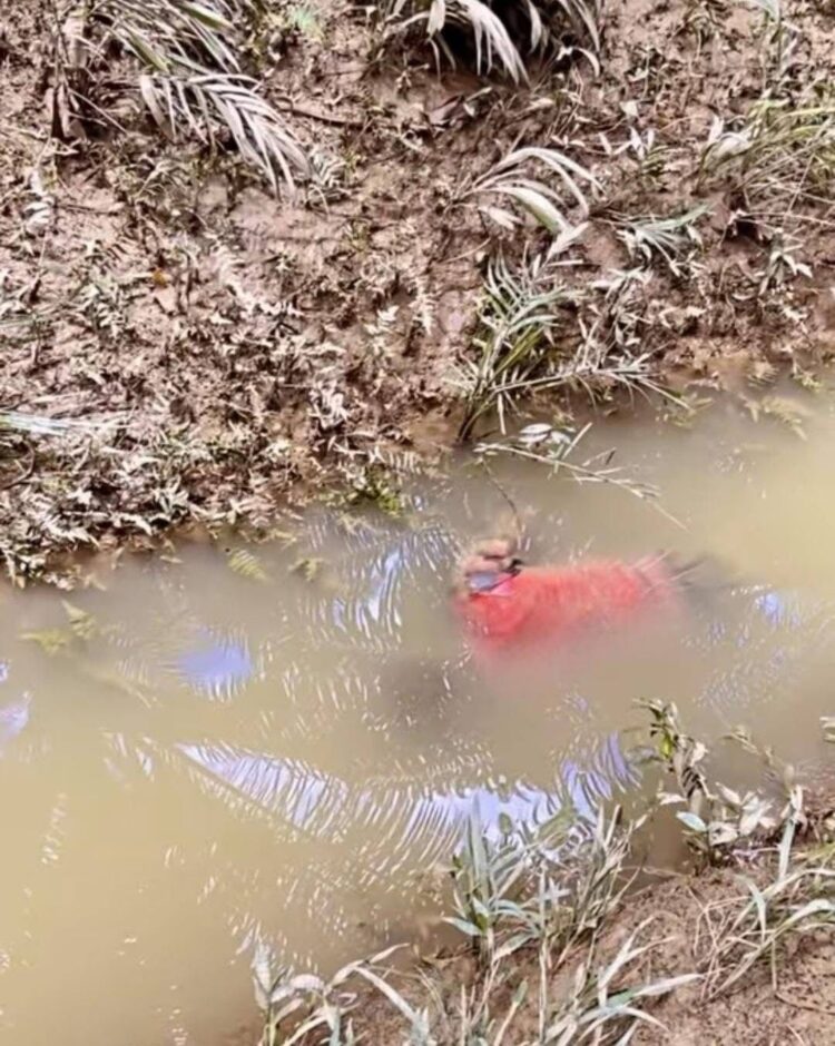 Dilaporkan Hilang, Elis Ditemukan Mengapung di Sungai Lapri