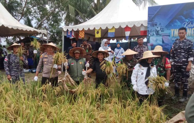 Ketua Komisi II DPRD Nunukan Hadiri Panen Padi Program Ketahanan Pangan TNI AL di Mansapa