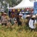 Ketua Komisi II DPRD Nunukan Hadiri Panen Padi Program Ketahanan Pangan TNI AL di Mansapa