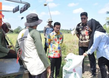 BULOG Serap Hasil Panen Petani, Bupati Nunukan Pantau Langsung di Lapangan